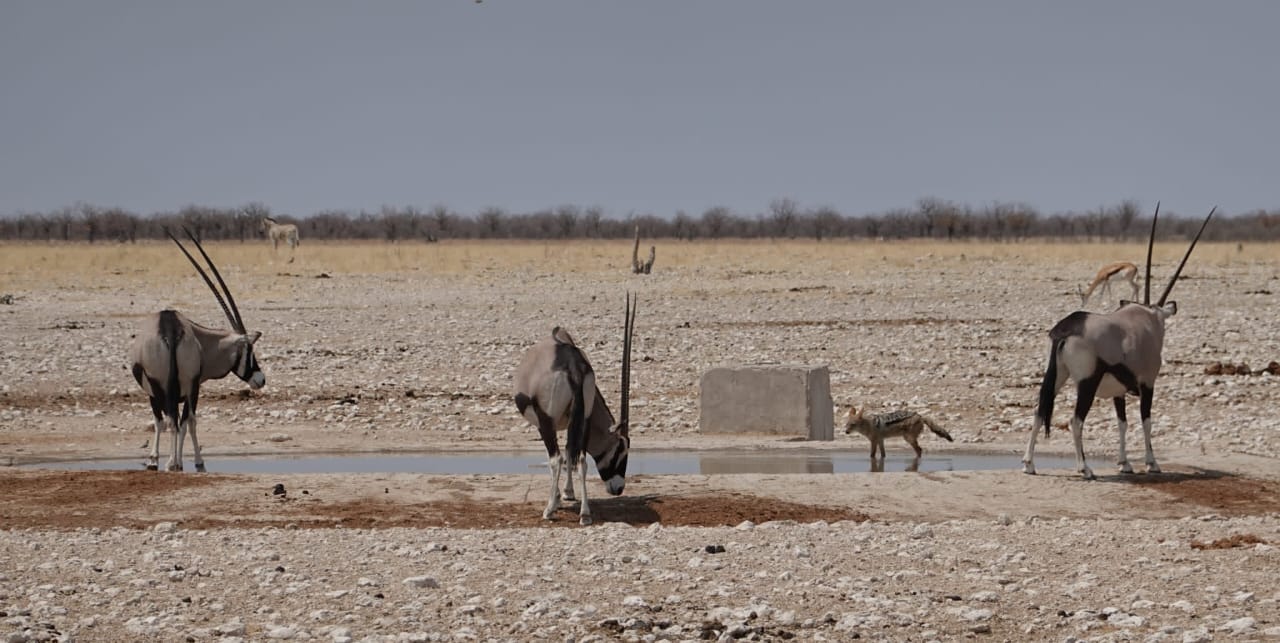Wildlife on Etosha salt pan